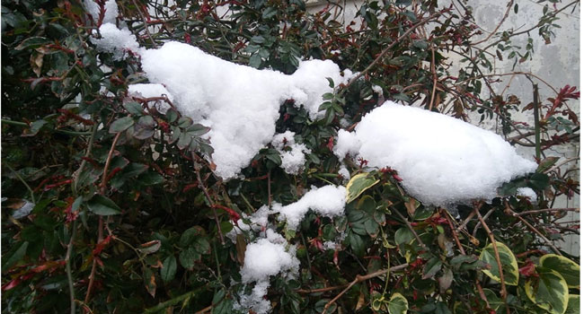 როდიდან გამოიდარებს დედაქალაქში