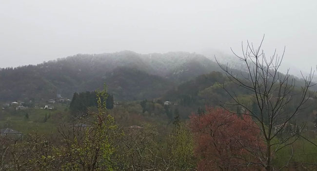 გურიაში, მთებში,  საგაზაფხულოდ ჩამოთოვა