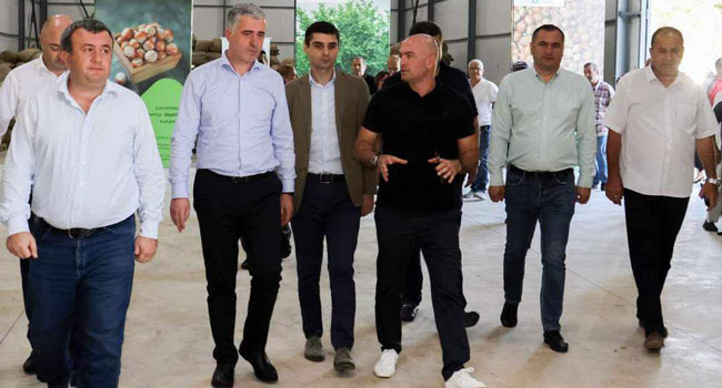 სოფლის მეურნეობის მინისტრი გურიის სახელმწიფო რწმუნებულთან ერთად თხილის ჩაბარების პროცესს გაეცნო