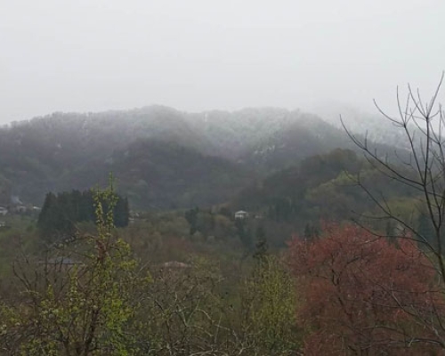გურიაში, მთებში,  საგაზაფხულოდ ჩამოთოვა