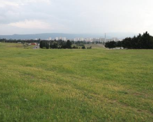 მიწის ნაკვეთების თაღლითურად დაუფლების ფაქტზე ერთი პირი დააკავეს