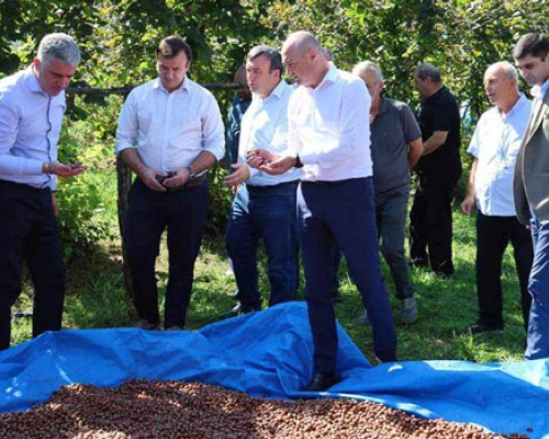 ოთარ შამუგია და გიორგი ურუშაძე  გურიაში მეთხილე ფერმერებს შეხვდნენ