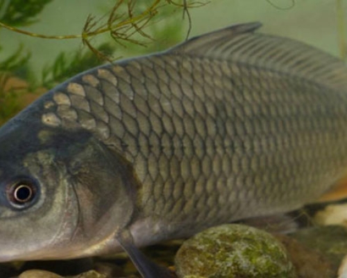 საქართველოში თევზზე მოთხოვნა და ფასი  გაზრდილია – სოფო დიასამიძე