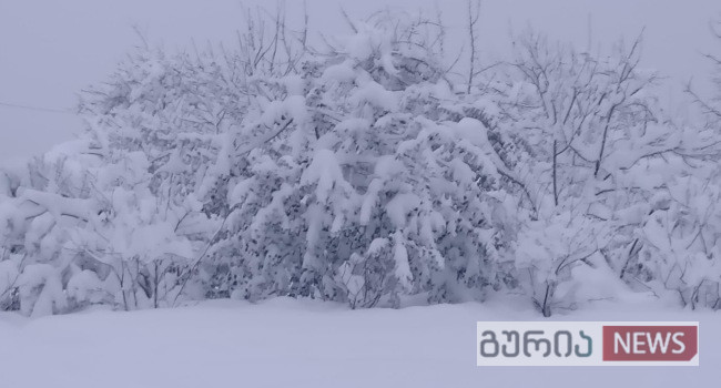 გურიაში კვლავ გადაუღებლად თოვს